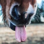 Photo Horse with unique name